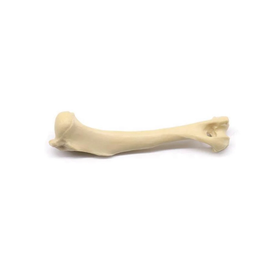 Veterinary Humerus Model