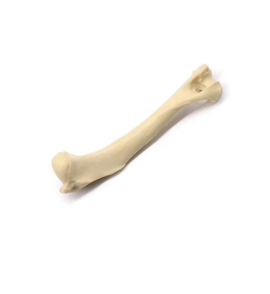 veterinary humerus model made in China